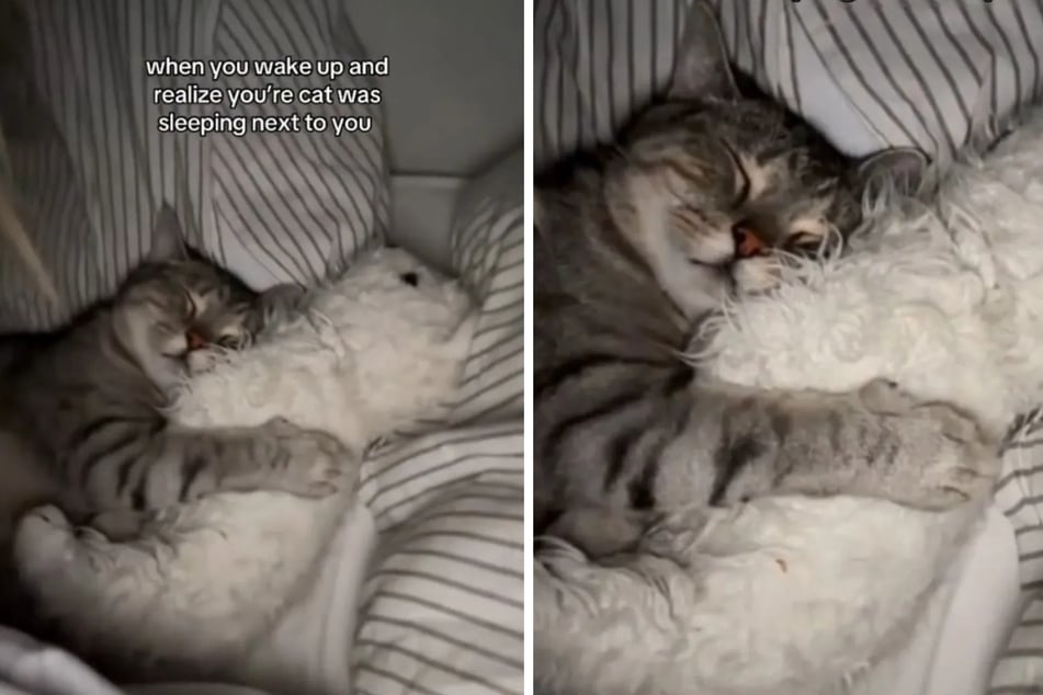 Cat owner wakes up to the sweetest surprise in viral video: "I am CRYING"