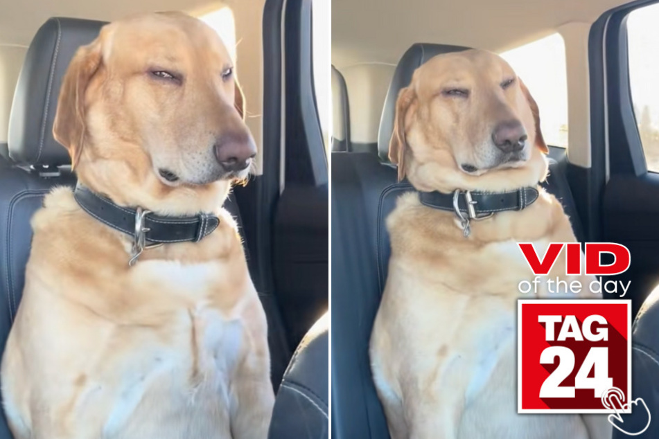 This pup is fighting sleep like it's a full-time job, and viewers can't get over the cuteness!