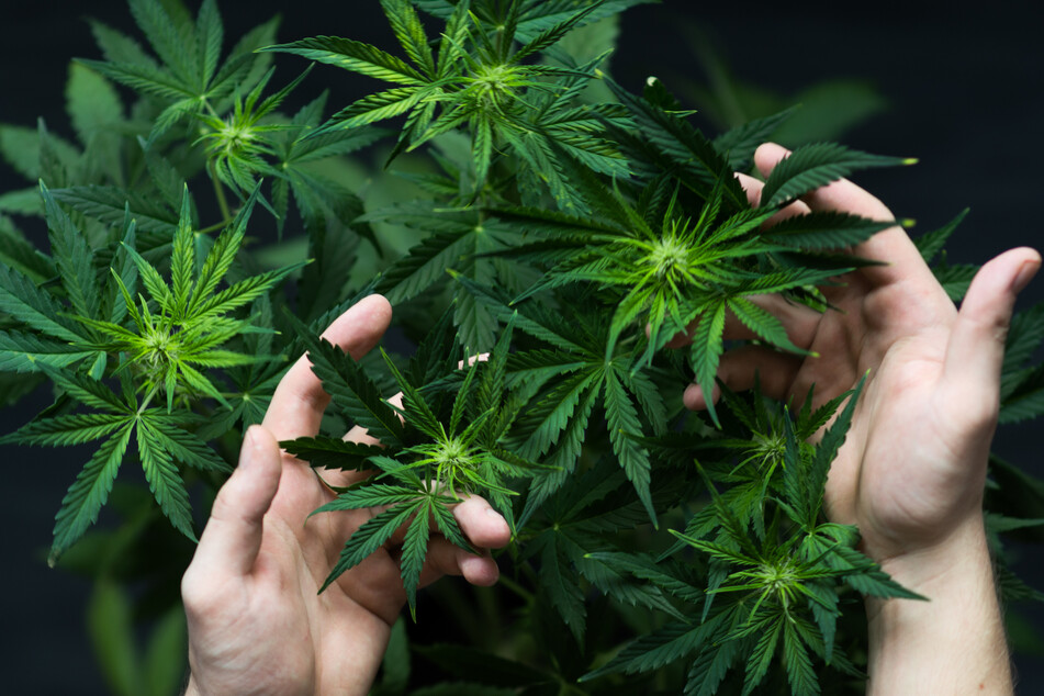 Pandemic re-leaf: is 4/20 Day coming early for Aurora residents?
