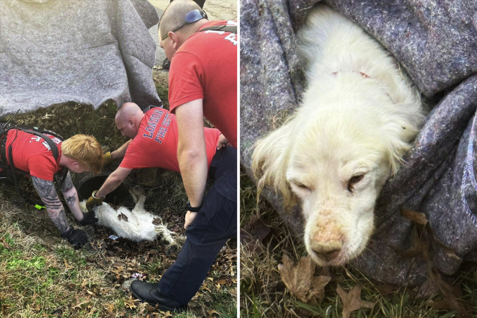 The emergency services carefully pulled the completely exhausted dog out of the narrow pipe.