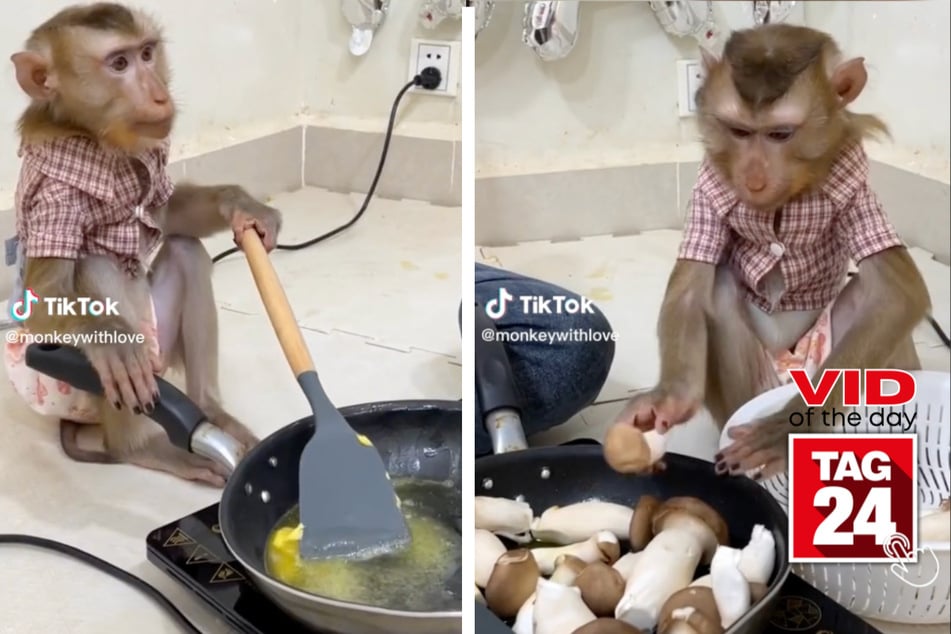 Viral Video of the Day for March 20, 2023: Monkey whips up breakfast!