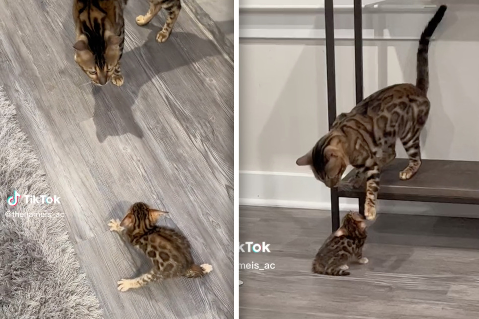 When they first met, the cat twosome was suspicious of each other.