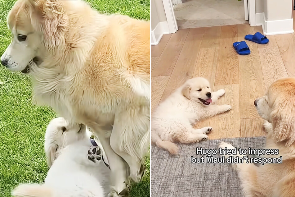 During the first few days, Hugo was either ignored, run over, bitten, or barked at!