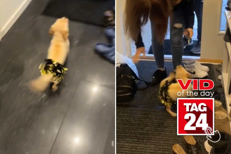 Viral Video of the Day for July 17, 2024: "Belly dancing" pup greets guests at front door