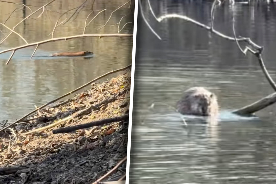 Woman happily films "beaver" in her pond until she realizes the bizarre truth: "A giant rat!"