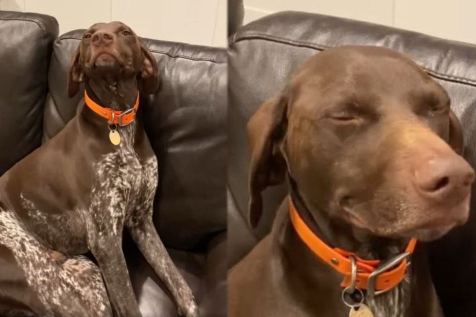 This dog knows he messed up: what did he do?