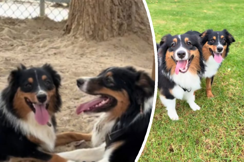 Dog finds long-lost identical littermate at the park: "He knows her"