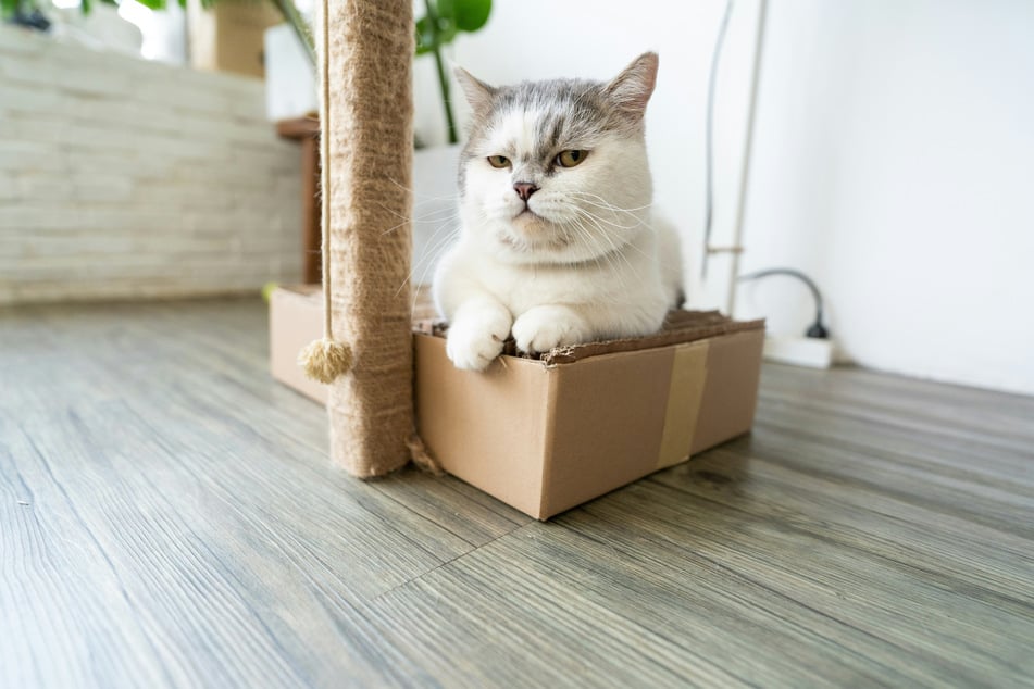 You'd be pretty grumpy too if you were as tiny as the munchkin cat.