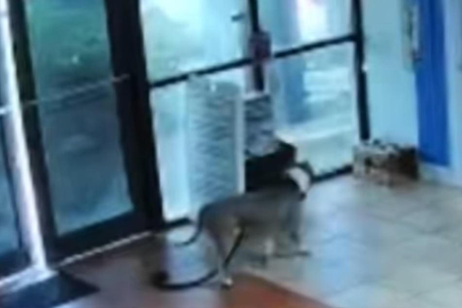 This dog's fear was easy to see, as he was shaking.
