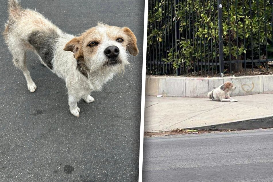 Abandoned dog waits weeks for his owner to return in heartbreaking scene