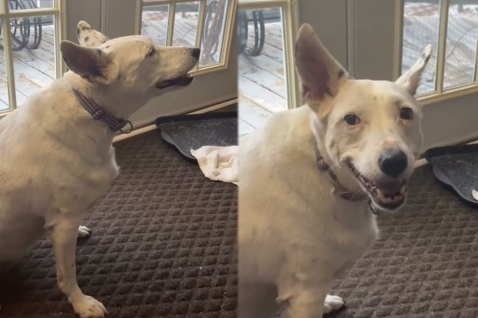 Woman shows TikTok what her deaf dog's bark sounds like and touches everyone's hearts