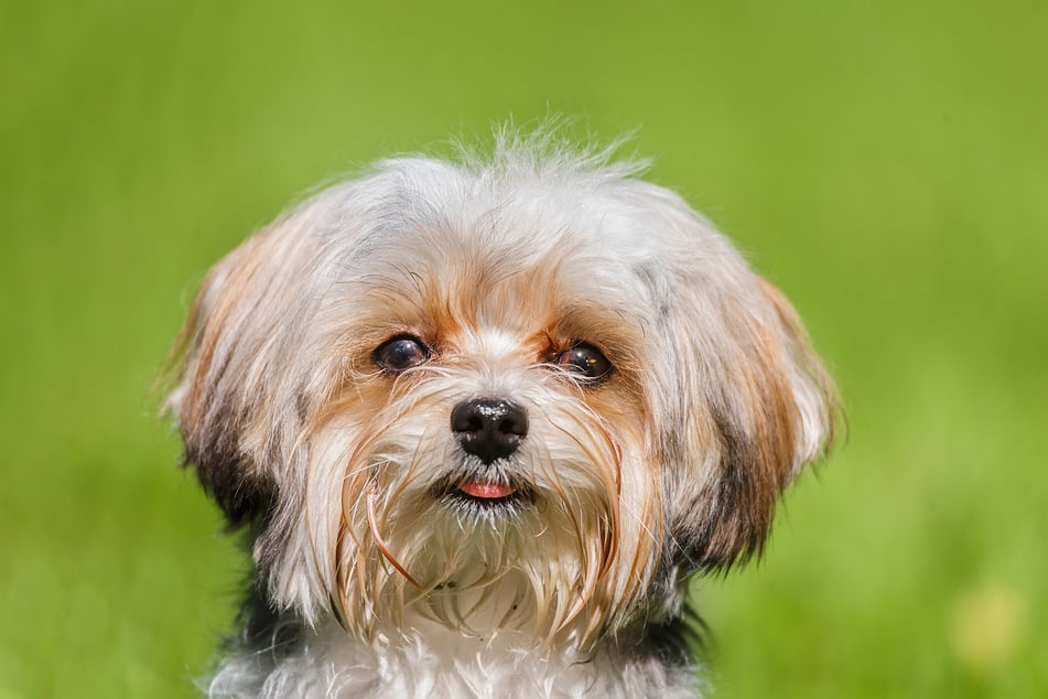 Don't stare too long at the Bolognese dog, you might fall in love.