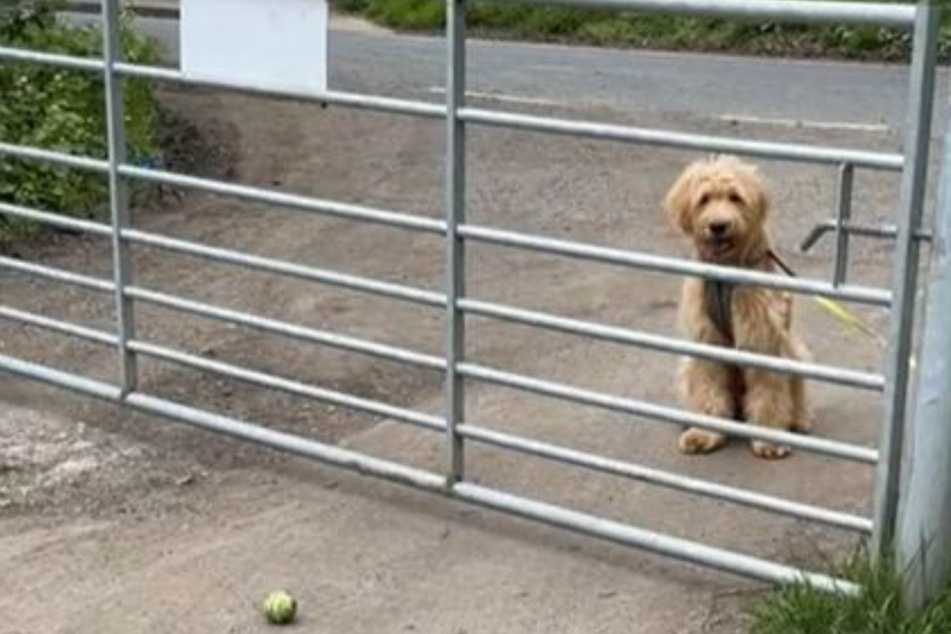 Dog adorably can't figure out how to get past open fence gate