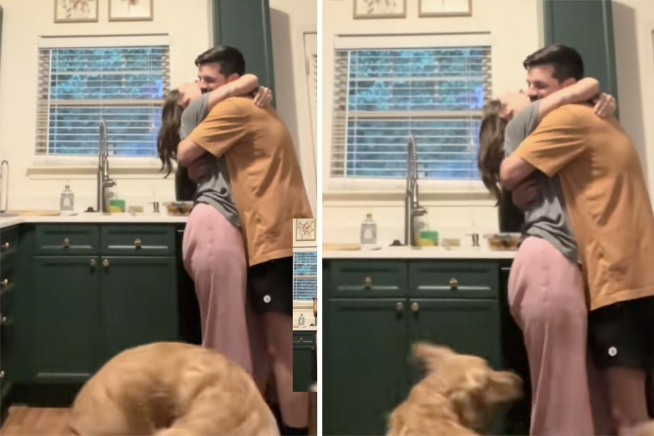 Hazel the dog jumps enthusiastically around the kitchen.