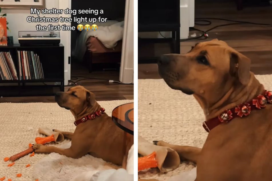Rescue dog's heartwarming reaction to seeing her first Christmas tree goes viral