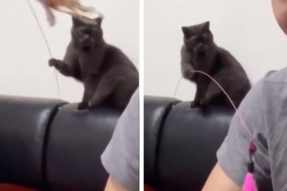 Cat seeks revenge on owner in toy-slapping style!