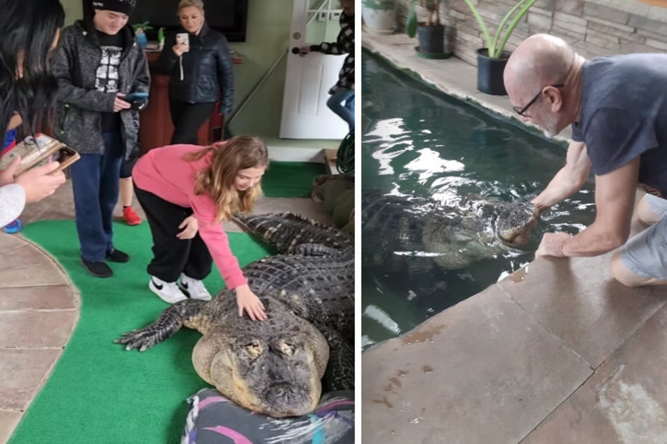 Tony Cavallero (r.) has cared for cuddly alligator Albert for more than three decades. The animal enjoyed great popularity in their Hamburg, New York, neighborhood.