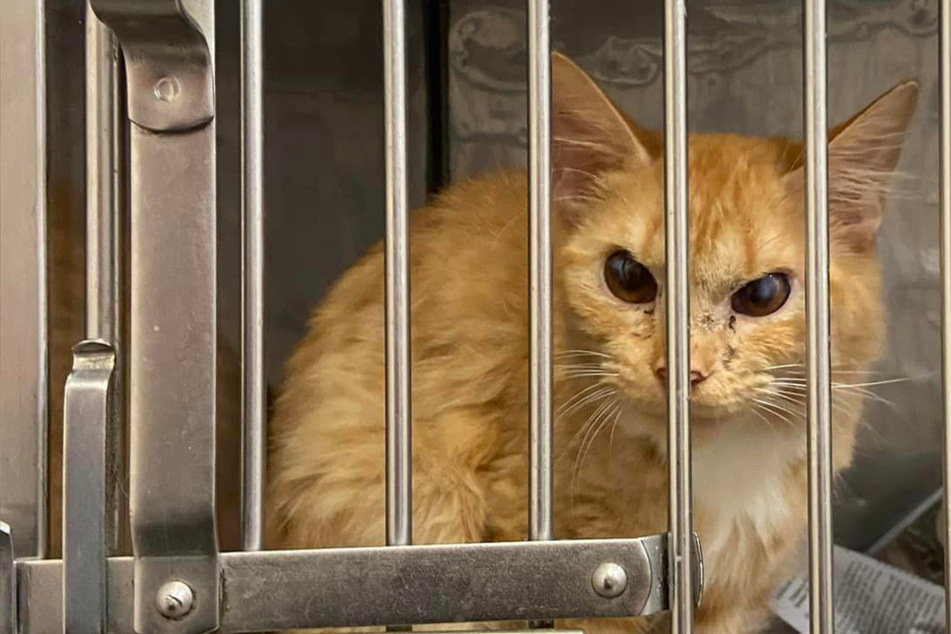 Grumpiest cat on the internet has a heartwarming story