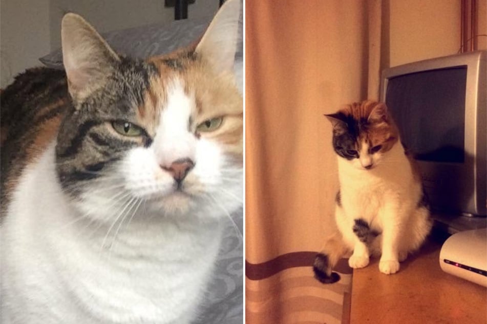 The 13‑year‑old cat Charlie vanished without a trace about ten years ago.