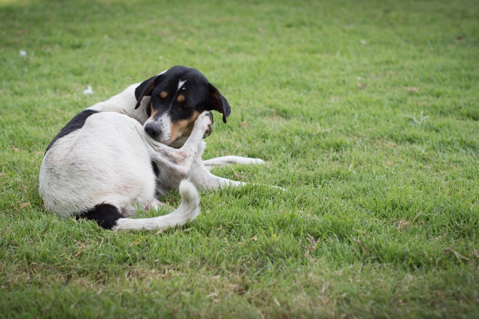 Onions are also not a suitable remedy for worm or flea infestations in dogs.