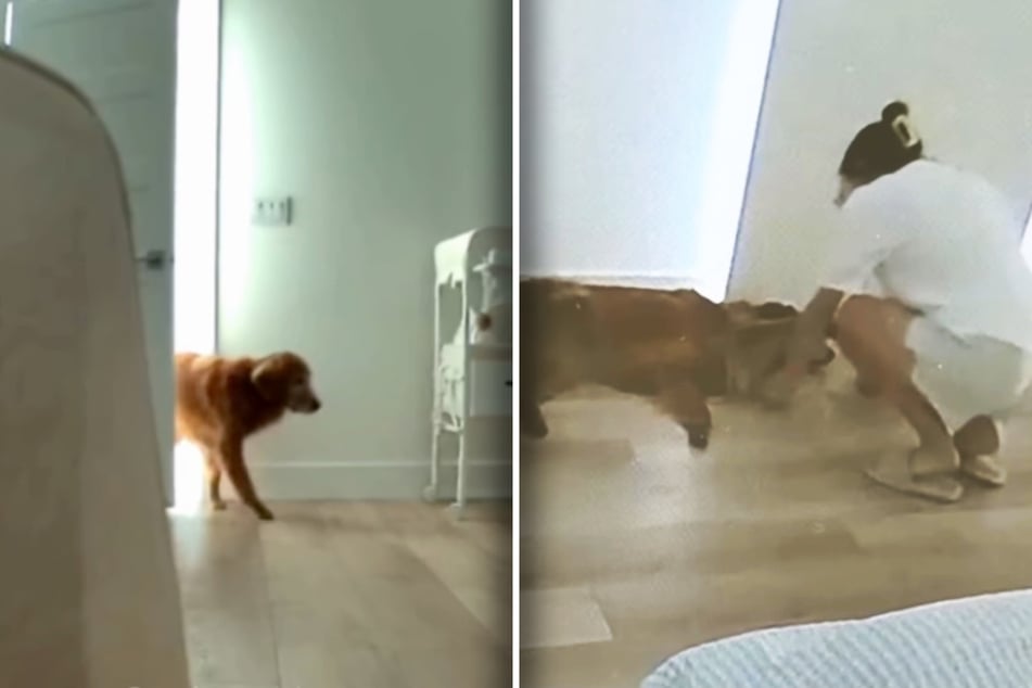 Gamja can't be away from the baby for long, even if her owner asks her to.