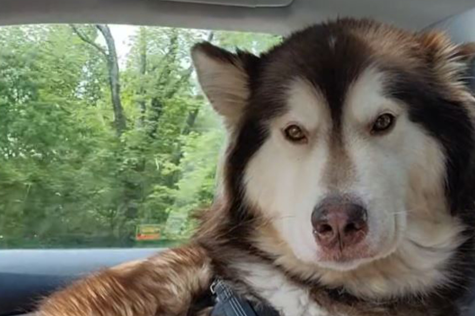 Maggie looked at her owner, never wanting to be without her again!