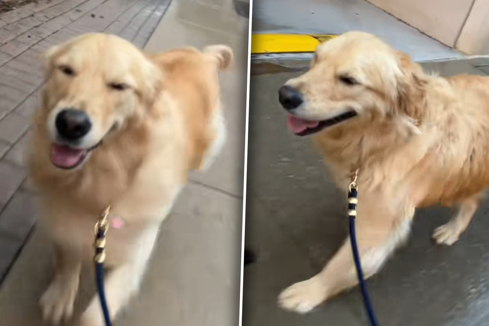 Golden Retriever dog has the sweetest reaction to getting caught in the rain