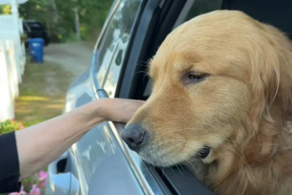 Wally the dog hates saying goodbye to his favorite human.