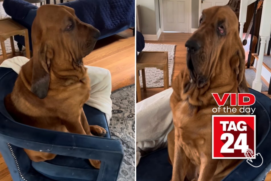 Viral Video of the Day for May 25, 2023: Walter the king of comfy chairs