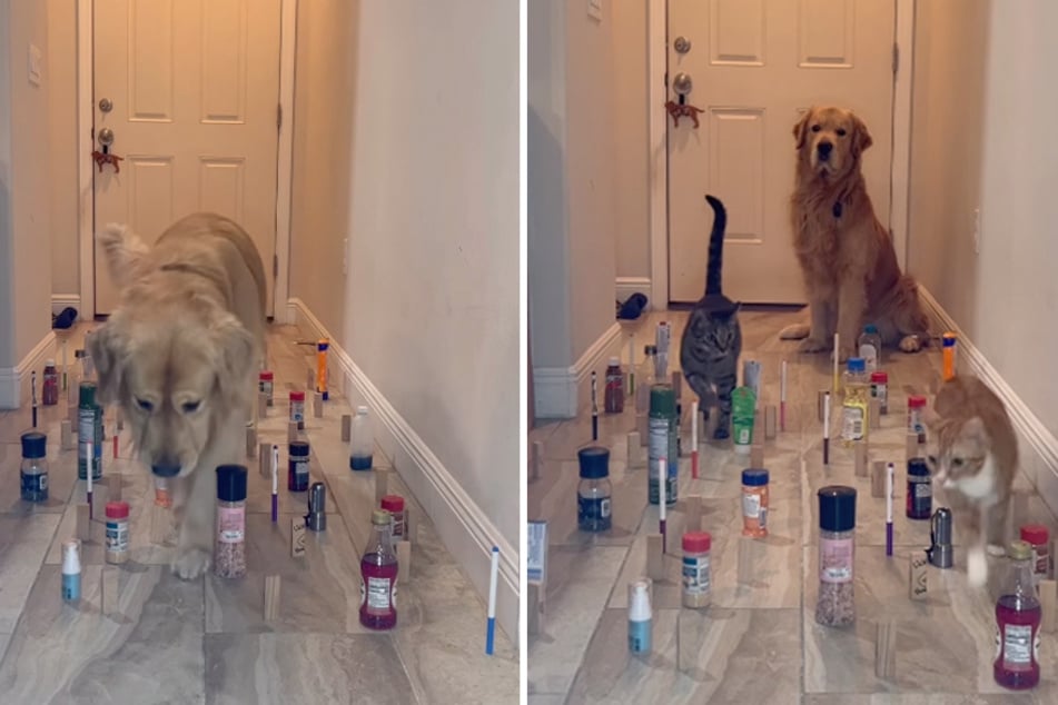 Cats show puppy pal how to adorably master a man-made obstacle course!