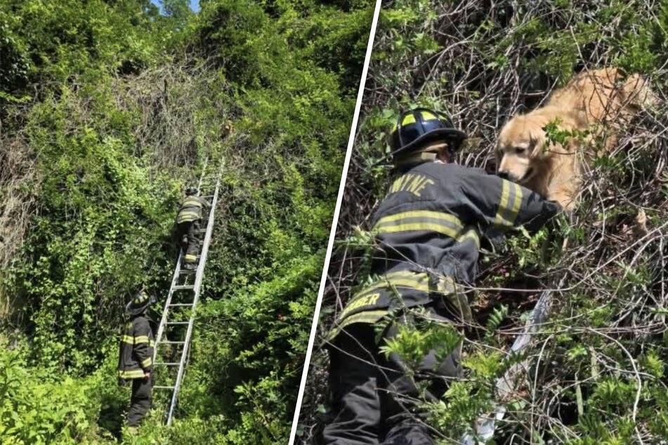 Golden Retriever gets stuck in a tree – these firefighters have the best reaction!