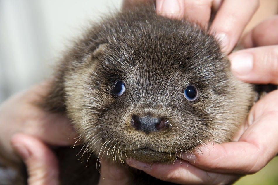 The Atlanta otters are expected to make a full recovery (stock image).