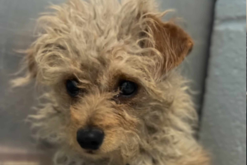 The dog was a heap of misery in her kennel.