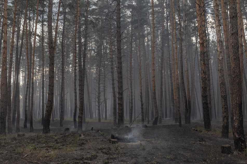 This photograph taken on May 11 shows burned ground in a forest in Vovchansk district, Kharkiv region, amid the Russian invasion of Ukraine.
