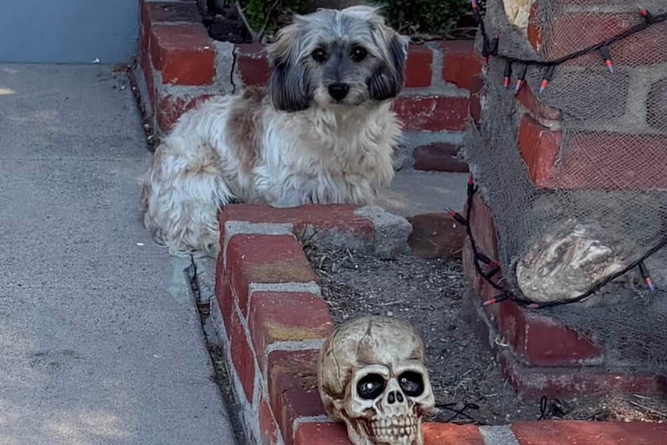 The little dog sat among the Halloween decorations in the scorching California heat.