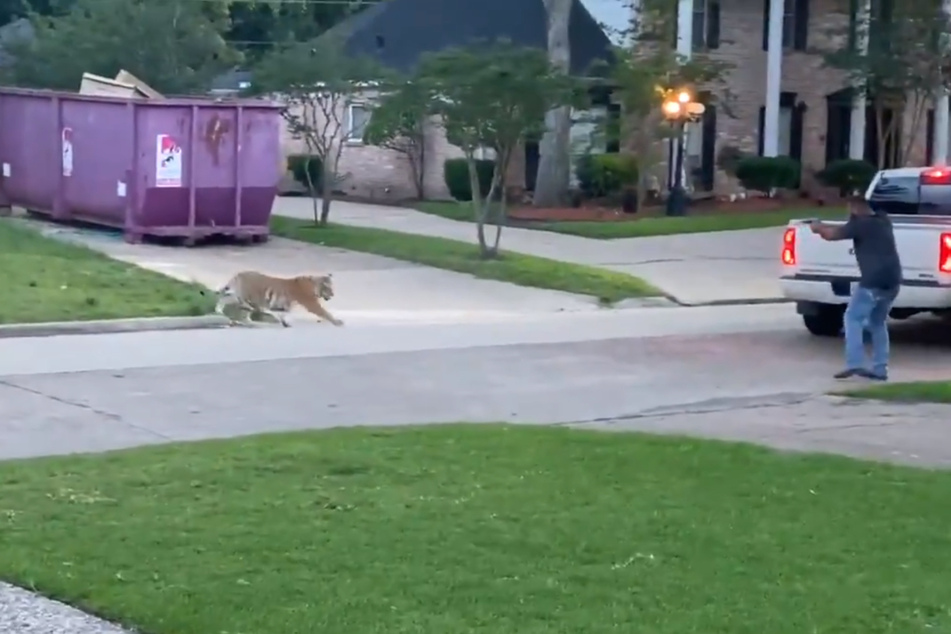 With a gun and loud shouting, a man tries to keep the tiger at bay.