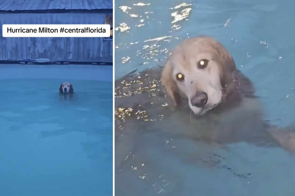 While most fled Hurricane Milton or hunkered down in their homes as best they could, this sassy dog showed little interest in the approaching storm.