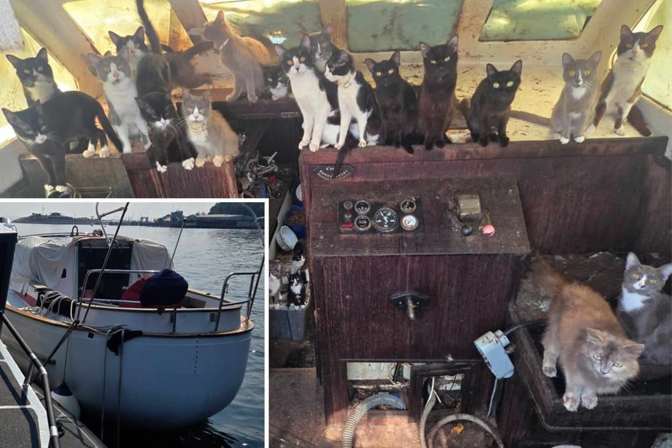 Army of cats and kittens found swarming abandoned yacht in "unexpected" police encounter