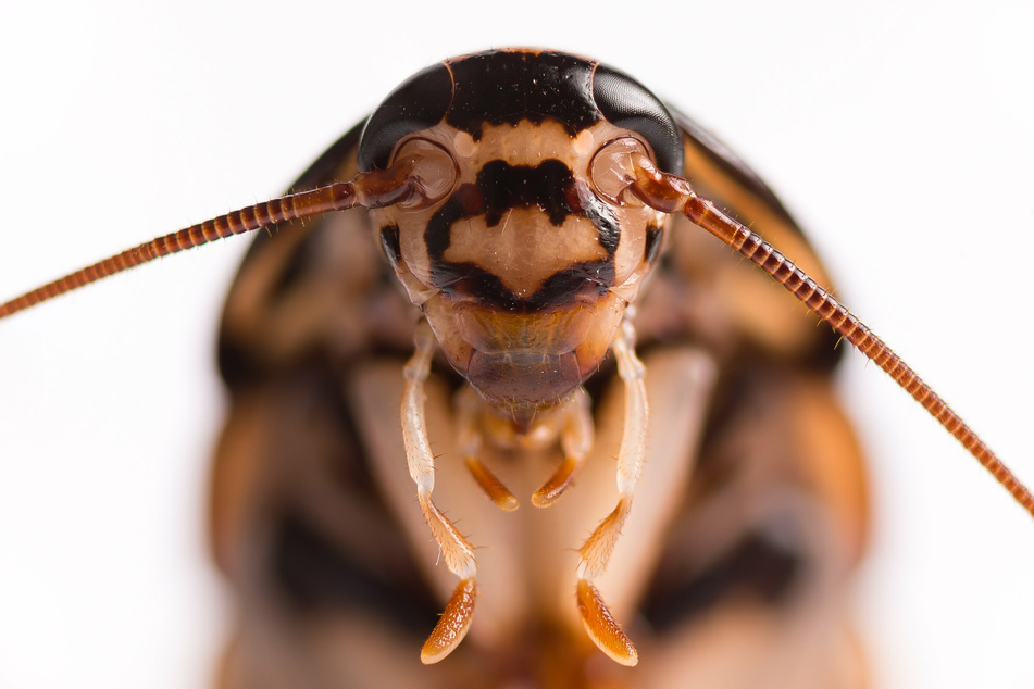 Bronx Zoo catches the love bug for Valentine's Day with Name a Roach program