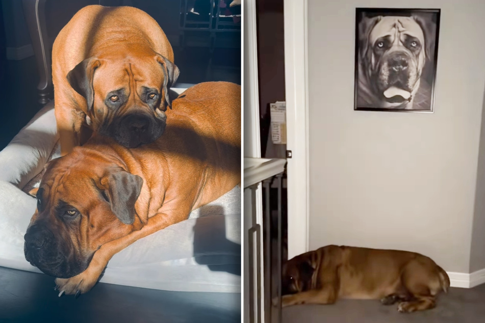 After loosing his brother, Maximus slept under his picture and even refused to eat.