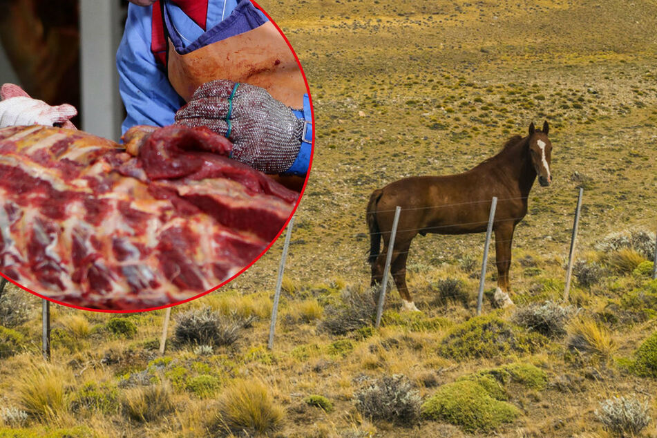 People are selling wild mustangs to slaughterhouses despite being paid to adopt them