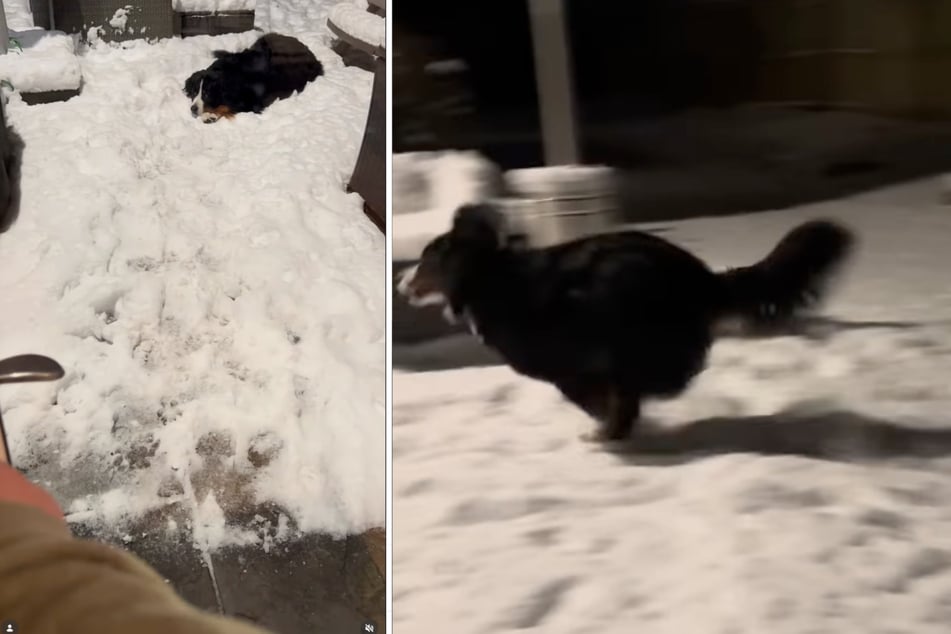 Bernese Mountain Dog Ivy is a big fan of winter!