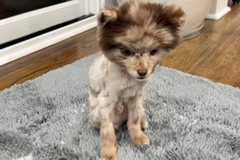 The poor doggo looks miserable after his visit from the groomer.