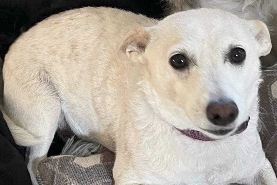 Small lost dog in Yellowstone National Park is running out of time: "She knows how to survive"