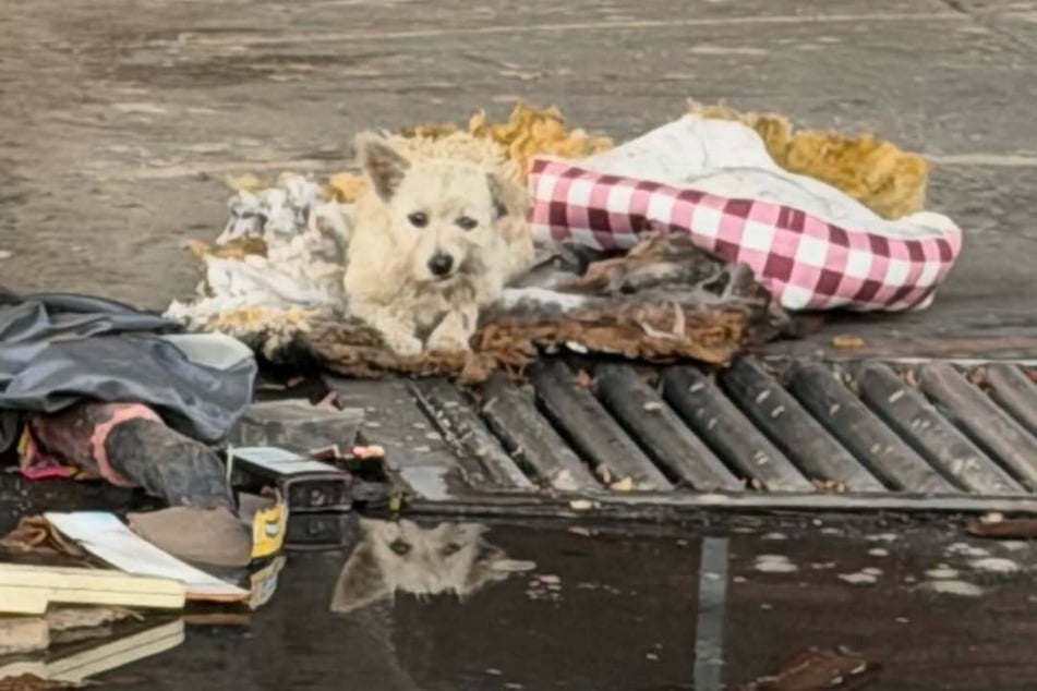For what felt like an eternity, this frightened little dog wandered the dirty streets all alone.