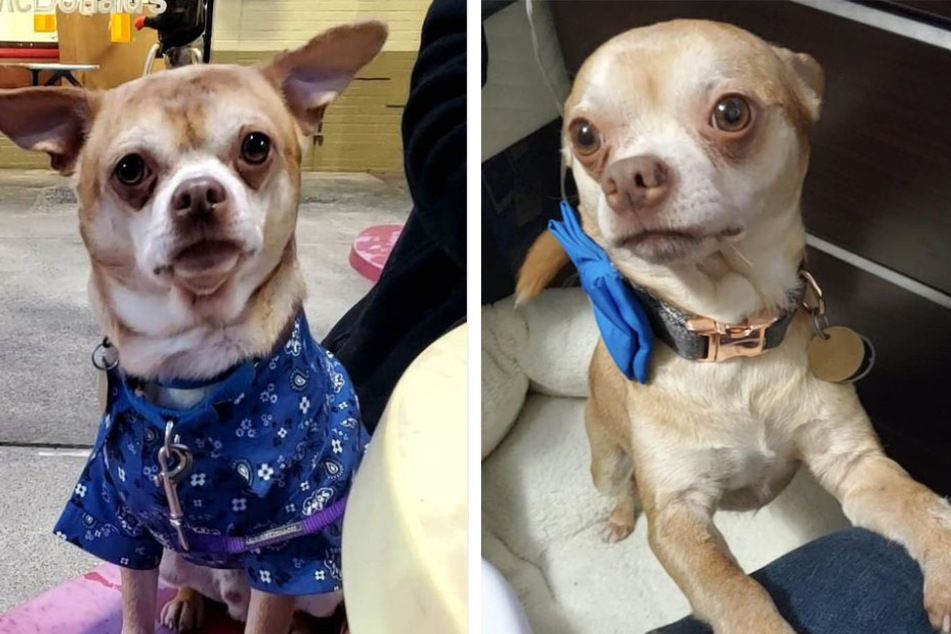 Prancer has been in his fur-ever home for a week, and his new mom says they are both adjusting well.