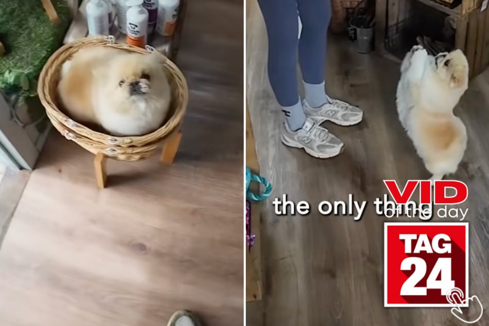 This Pekingese named Peanut has been Employee of the Month, every month, at The Cheshire Pooch Dog Shop – and she's earned it!