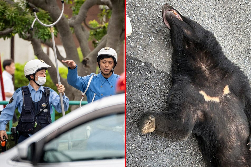The bear responsible for mass school closures in Utsunomiya, Japan was caught Tuesday.