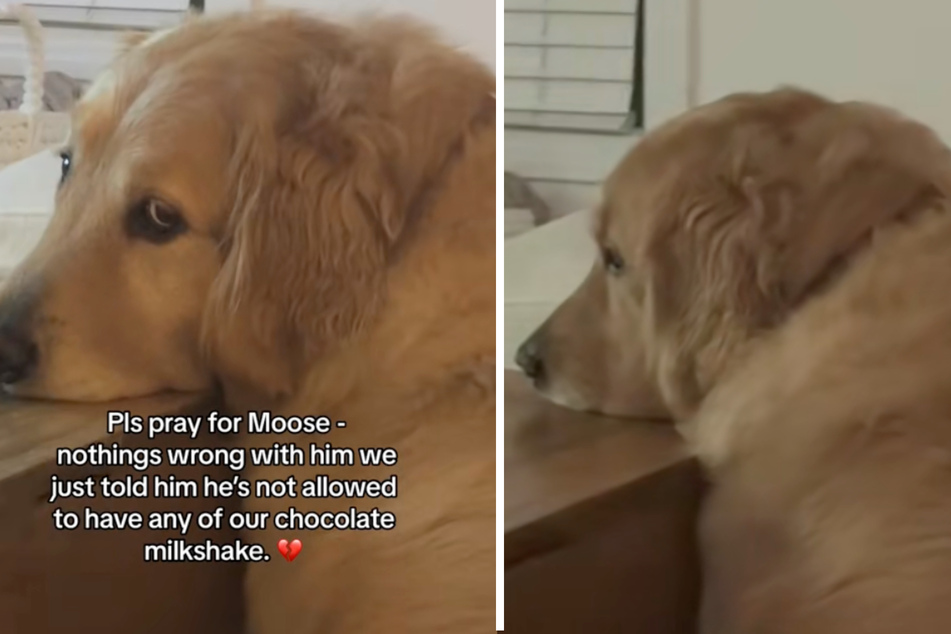 Dog looks heartbroken – but the reason behind it has TikTokers in stitches!