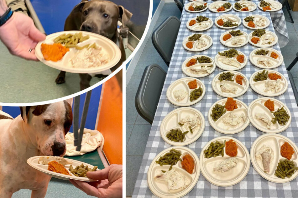 It's a dog-eat-dog world: New York strays get their own Thanksgiving feast